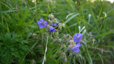 Güneşli havalarda güzel mor çiçekler