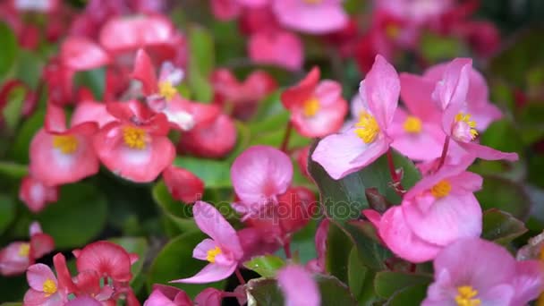 Bunte Blumenbeete in der Sommerstadt — Stockvideo