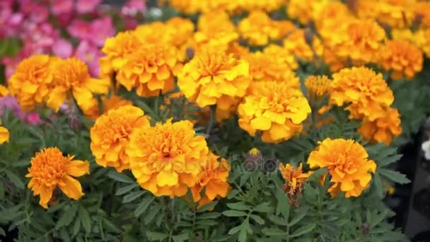 Coloridos macizos de flores en la ciudad de verano — Vídeos de Stock