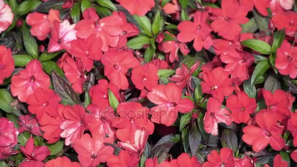 Flores rojas en el lecho de flores — Vídeo de stock