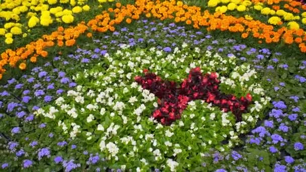 Bunte Blumenbeete in der Sommerstadt — Stockvideo