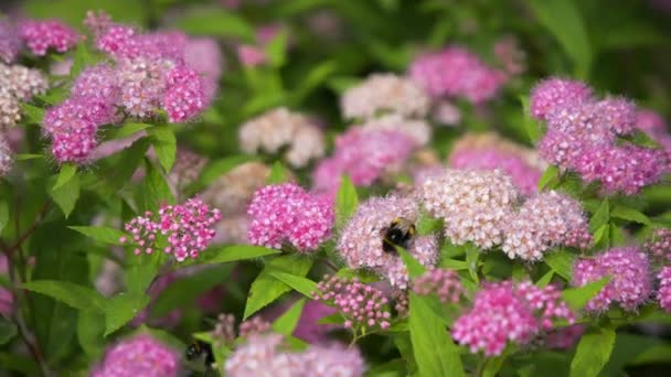 Bees pollinate pink flowers. summer — Stock Video