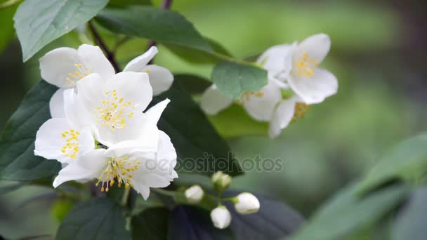 Jasmin fleurs par temps ensoleillé — Video