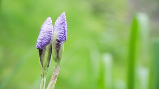 Красивые фиолетовые цветы в солнечную погоду — стоковое видео