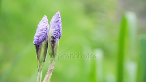 Belles fleurs violettes par temps ensoleillé 