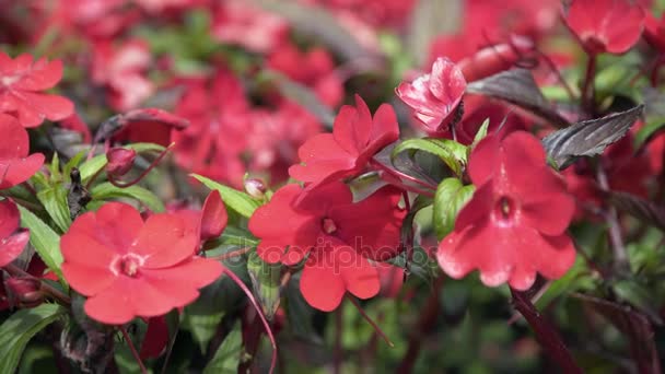 Red flowers in the flower bed — Stock Video