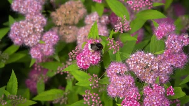 Bijen bestuiven roze bloemen. zomer — Stockvideo