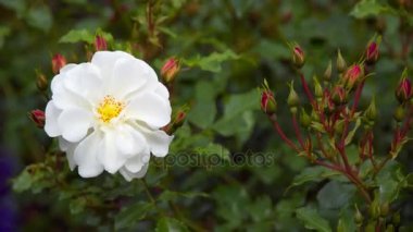 Güneşli havalarda beyaz çiçek