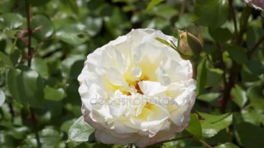 Güneşli havalarda beyaz çiçek