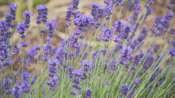 Hermosas flores púrpuras en tiempo soleado — Vídeos de Stock
