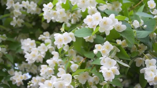 Jasmine flowers in Sunny weather — Stock Video