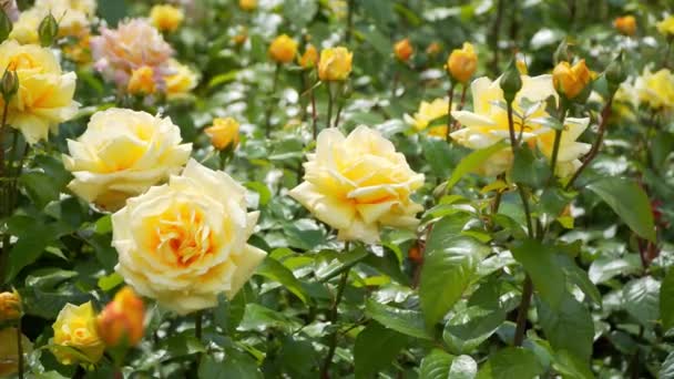 Schöne gelbe Rose bei sonnigem Wetter — Stockvideo