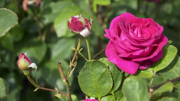 Rosa rosa hermosa en un clima soleado — Vídeos de Stock