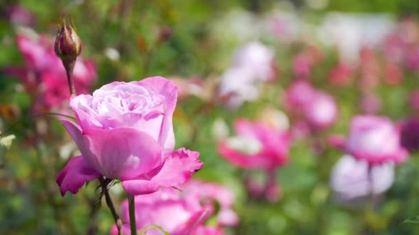 美丽的粉红色玫瑰，在一个阳光明媚的天气 — 图库视频影像