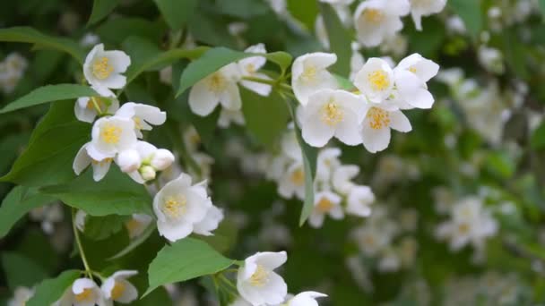 Jasmine flowers in Sunny weather — Stock Video