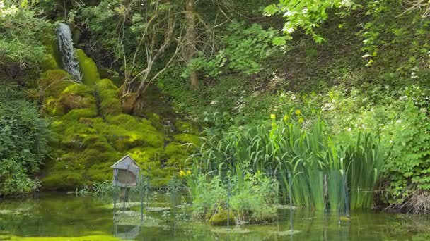 Green pond with waterfall and reeds — Stock Video