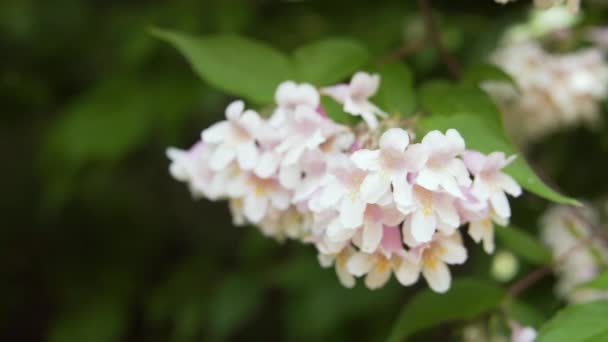 Vit jasmin blommor på träd — Stockvideo