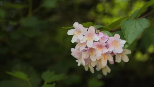 Белые цветы жасмина на дереве — стоковое видео