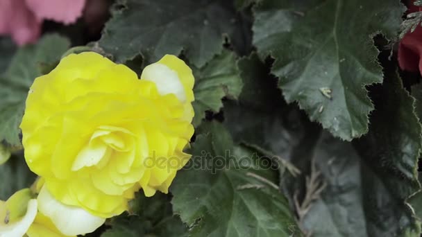 Gula blommor på buskar. slowmotion — Stockvideo