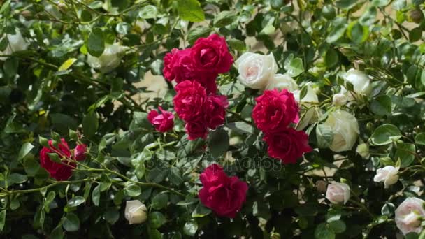 White and red roses on the bushes. slow motion — Stock Video