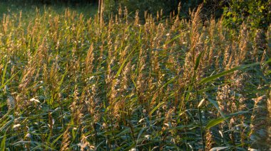 sazlık göl günbatımı sırasında