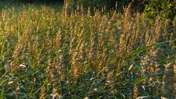 sazlık göl günbatımı sırasında