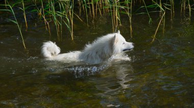Samoyed köpek su