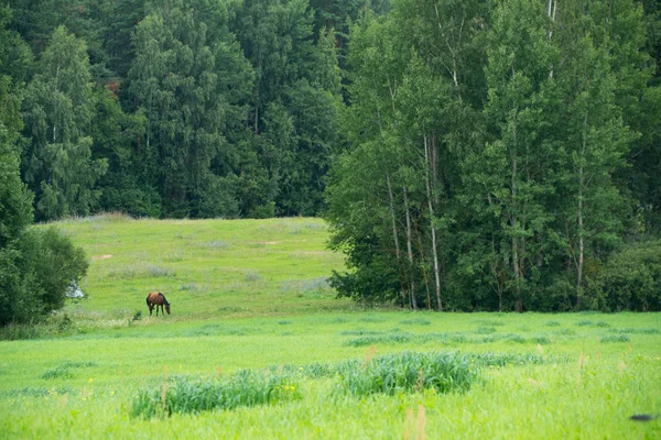 Konie, wypas w polu w pobliżu lasu — Zdjęcie stockowe