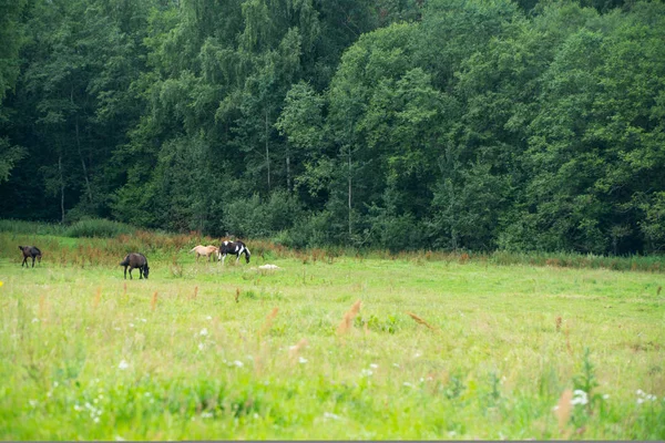 Horses grazing in a field near the forest — Stock Photo, Image