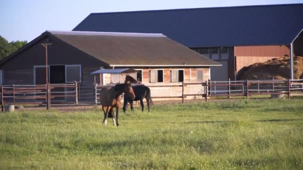 Beaux chevaux broutant dans une prairie — Video