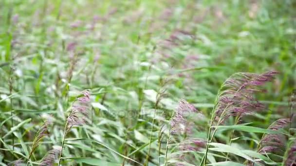 Schilf bewegt sich im Wind. Zeitlupe — Stockvideo