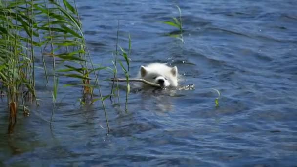 Samojeed hond zwemt. Slow motion — Stockvideo