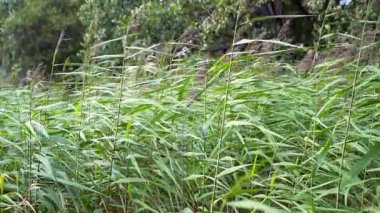 Rüzgara karşı hareket sazlık. ağır çekim