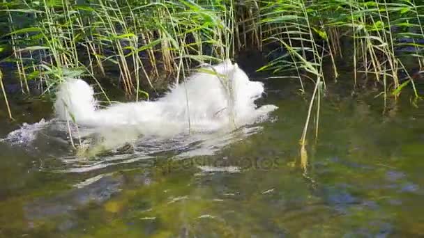 Samojeda pies pływa. zwolnionym tempie — Wideo stockowe