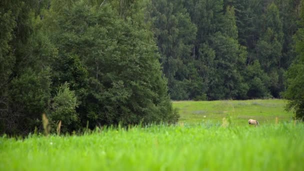 スローモーションの草原で放牧馬 — ストック動画