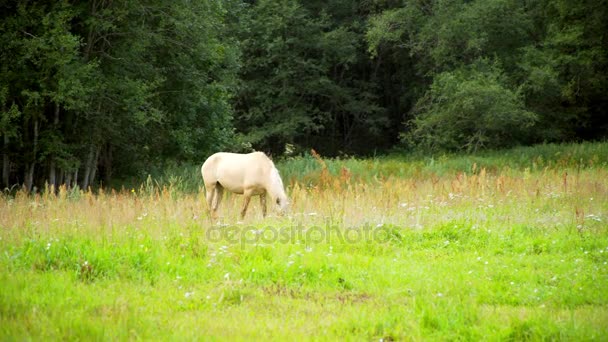 Beaux chevaux broutant dans la prairie 