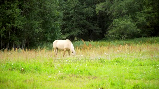 Beaux chevaux broutant dans la prairie — Video