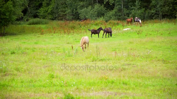 Belos cavalos pastando no prado — Vídeo de Stock