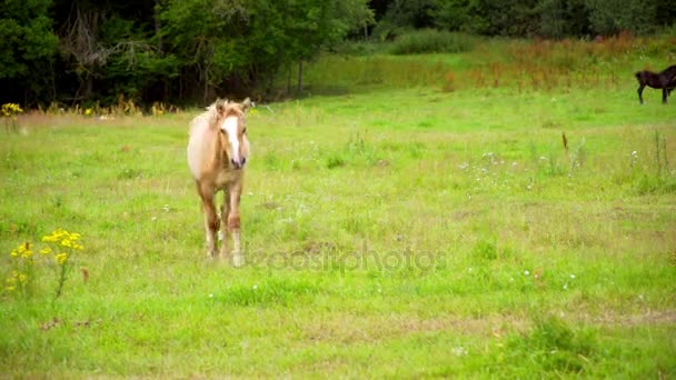 Beaux chevaux broutant dans la prairie 