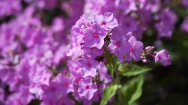 rüzgarda sallanan leylak