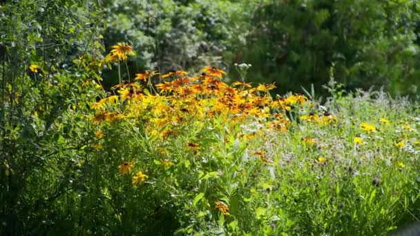 Rudbeckia lengett a szélben — Stock videók