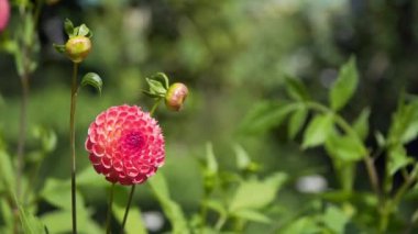 rüzgarda sallanan dahlias