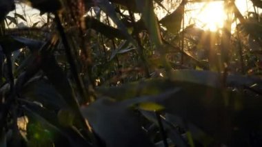 Gölde güzel bir gün batımı