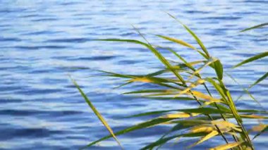 güzel bir göl kenarında sazlık