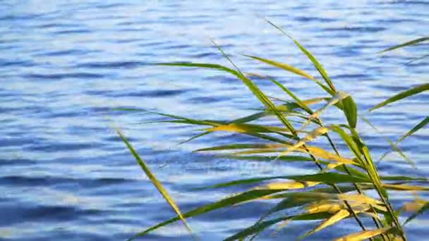 在一个美丽的湖的芦苇丛 — 图库视频影像