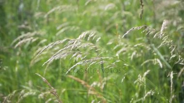 yeşil çim ve rüzgarda sallanan mor çiçekler