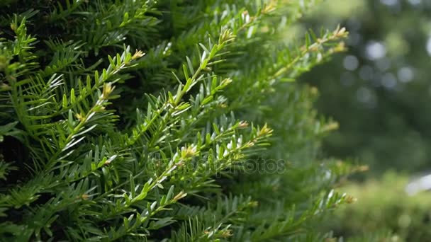 Green branches with needles swaying in the wind — Stock Video