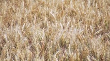 Güneşli havalarda olgun buğday yakın çekim
