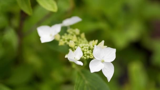 Die kleinen weißen Blüten auf grünem Hintergrund — Stockvideo