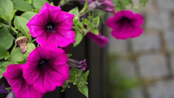 Fleurs violettes dans le lit de fleurs dans la ville — Photo